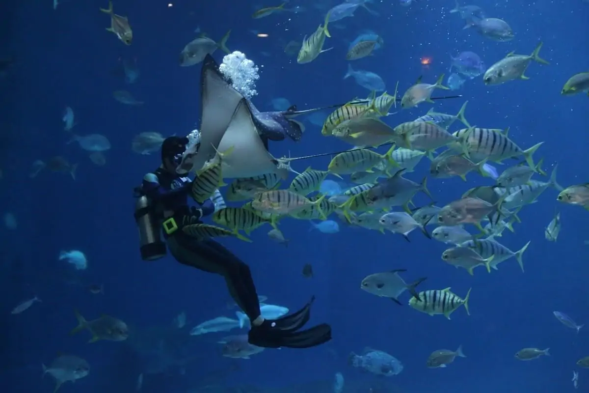Night time is feeding time, and marine life will be more active